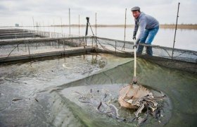 Балық өсіруге субсидия, жеңілдетілген несие және су айдыны беріледі